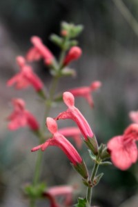 pink southern Arizona wildflowers